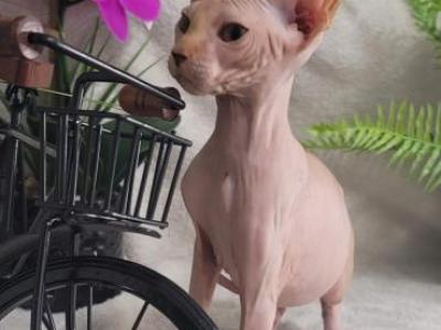 Simbo - Sphynx - Gallery Photo #1