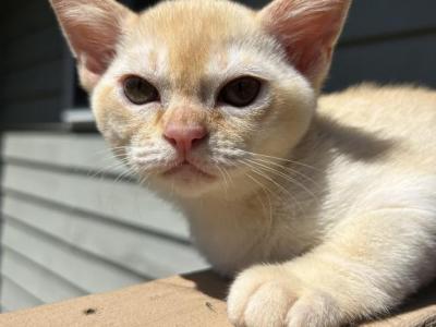 Simba - Burmese - Gallery Photo #1