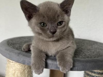 Smokey - Burmese - Gallery Photo #1
