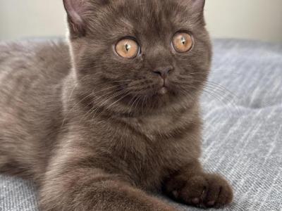 Arya - British Shorthair - Gallery Photo #1