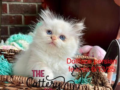 Lilly - Himalayan - Gallery Photo #1