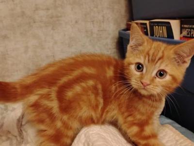 Persian Bengal Cross Babies - Persian - Gallery Photo #1