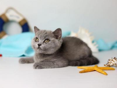 Celeste - British Shorthair - Gallery Photo #1