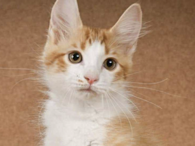 Dice - Munchkin - Gallery Photo #1