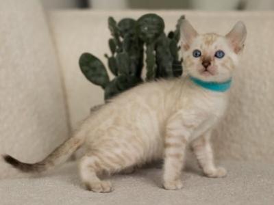 Irwin Bengal Male Black Pointed - Bengal - Gallery Photo #1