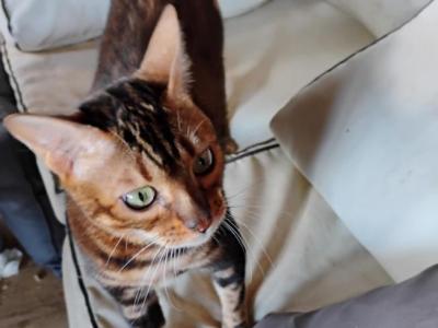 Betty - Bengal - Gallery Photo #1