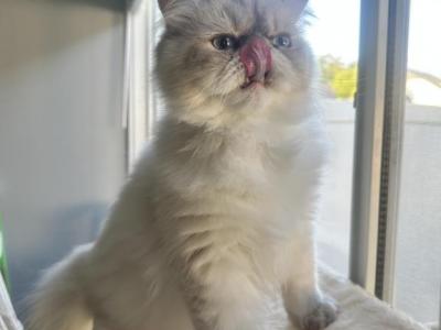 Jack - Himalayan - Gallery Photo #1