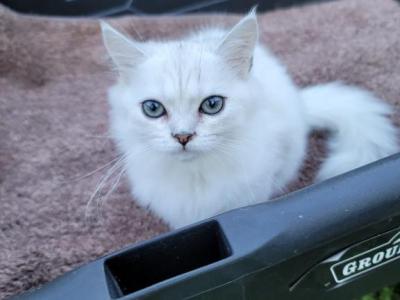 Betty - American Longhair - Gallery Photo #1