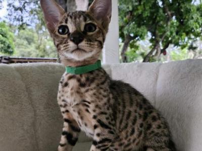 Green  Boy F8 - Savannah - Gallery Photo #1