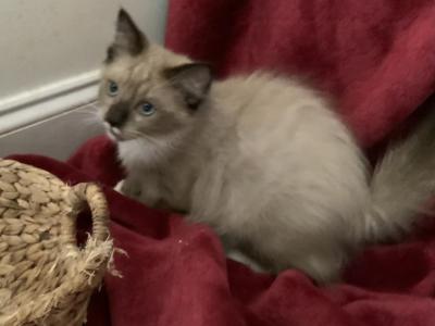 Theo - Ragdoll - Gallery Photo #1