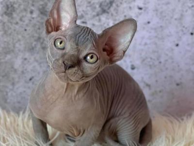 Taylor - Sphynx - Gallery Photo #1