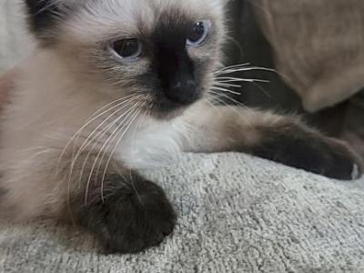Chocolate Seal Point Ragdoll - Ragdoll - Gallery Photo #1