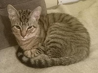 Pepper - Domestic - Gallery Photo #1