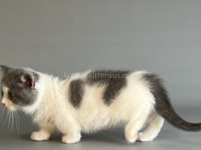 Beluga Munchkin Short Legs Blue & White Bicolor - Munchkin - Gallery Photo #1