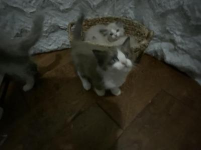 Sasha And Madison Litter - Ragdoll - Gallery Photo #1