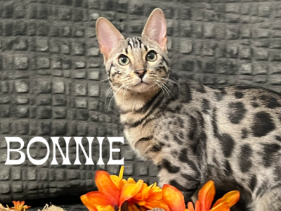 Bonnie - Bengal - Gallery Photo #1