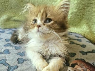 Sugar - British Shorthair - Gallery Photo #1