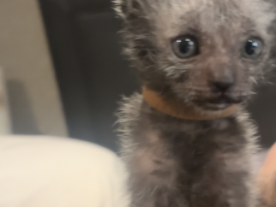 Lykoi Werewolf Kittens - Lykoi - Gallery Photo #1