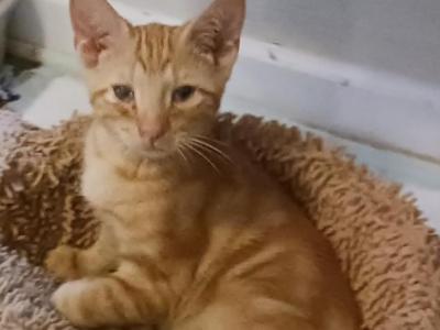 Tabby Hybrid Big Red Bud - Domestic - Gallery Photo #1