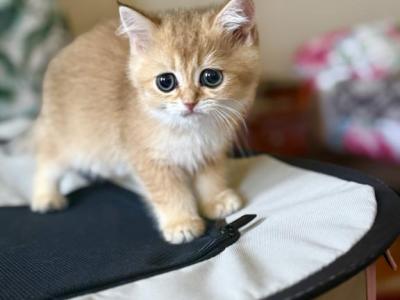 Clark - British Shorthair - Gallery Photo #1