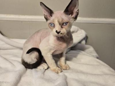 Redford - Devon Rex - Gallery Photo #1