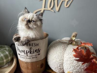 Seal Torti Point Himalayan Persian Female - Himalayan - Gallery Photo #1