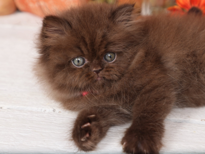 Chocolate Persian Kittens - Persian - Gallery Photo #1