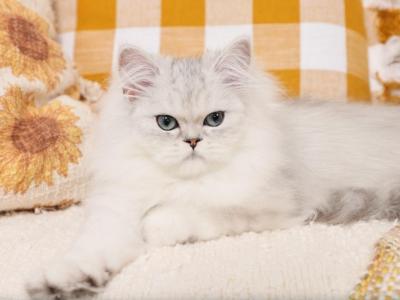 Silver Persian Kittens For Sale - Persian - Gallery Photo #1