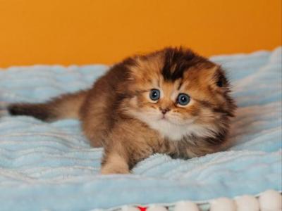 Vegas Scottish Fold Male - Scottish Fold - Gallery Photo #1