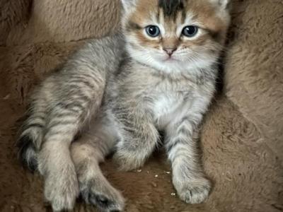 Angus - British Shorthair - Gallery Photo #1