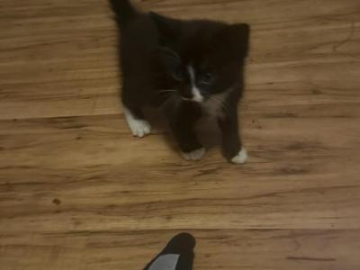 Tyler Kittens - American Shorthair - Gallery Photo #1