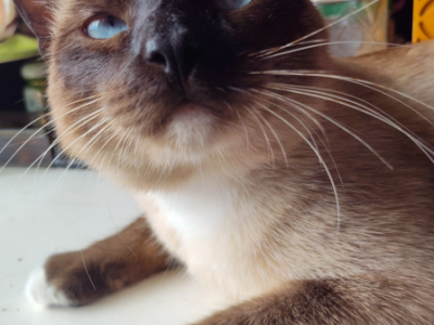 Milo - Siamese - Gallery Photo #1