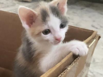 Mochi - Domestic - Gallery Photo #1