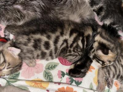 Nico Black Collar - Bengal - Gallery Photo #1