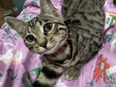 Artemis - Bengal - Gallery Photo #1