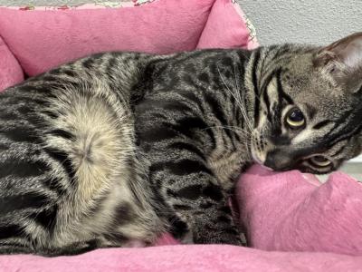 Choco Cat - Bengal - Gallery Photo #1