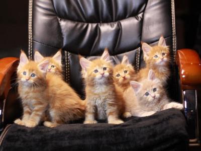 Sunny Litter - Maine Coon - Gallery Photo #1