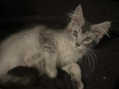 Silver Ticked Tabby Maine Coon Female - Maine Coon - Gallery Photo #1