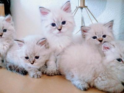 Siberian Kittens - Siberian - Gallery Photo #1