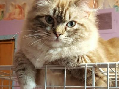 GINA'S BABIES - Ragdoll - Gallery Photo #1