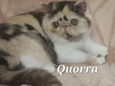 Quorra - Exotic - Gallery Photo #1