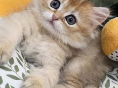 Golden British Chinchilla Longhair Female Kittens - British Shorthair - Gallery Photo #1