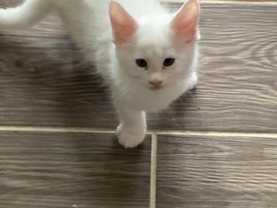 Big Foot - Maine Coon - Gallery Photo #1