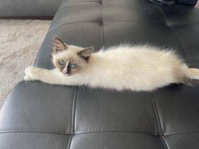 Ragdoll Boy Nikko - Ragdoll - Gallery Photo #1