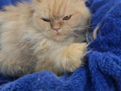 Pumpkin Girl 5months - Persian - Gallery Photo #1