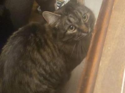 Diane - Maine Coon - Gallery Photo #1
