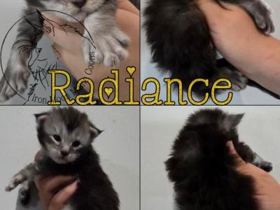 Radiance - Maine Coon - Gallery Photo #1