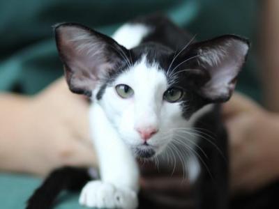 Roscoe - Oriental - Gallery Photo #1