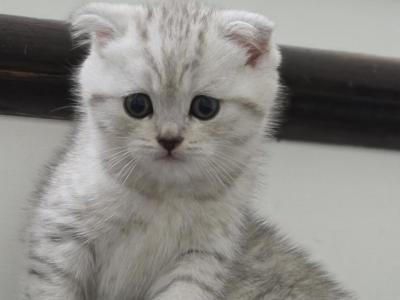Ash - Scottish Fold - Gallery Photo #1