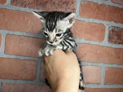 Glitter Bengals - Bengal - Gallery Photo #1